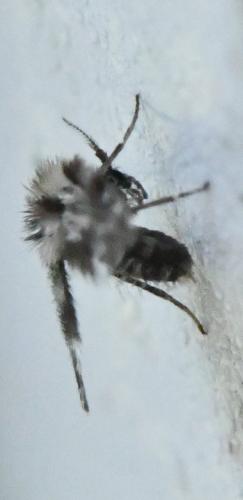 Clytocerus sp.